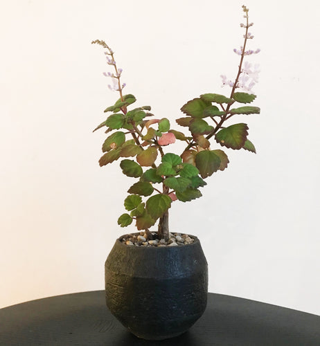Plectranthus Ernstii