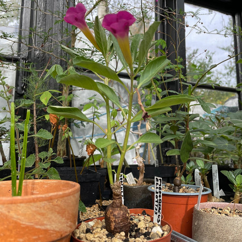 Pterodiscus Elliottii