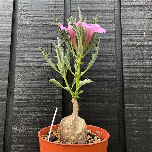 Pterodiscus Speciosus