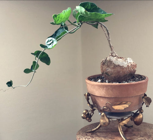 Pyrenacantha Malvifolia