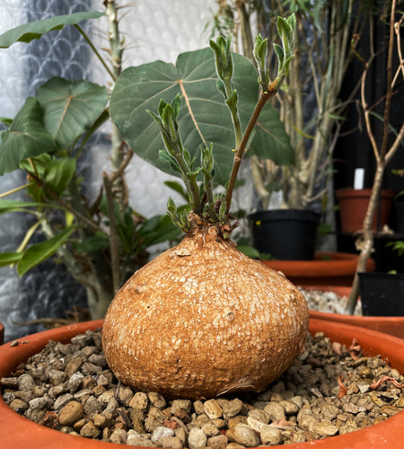 Raphionacme Procumbens