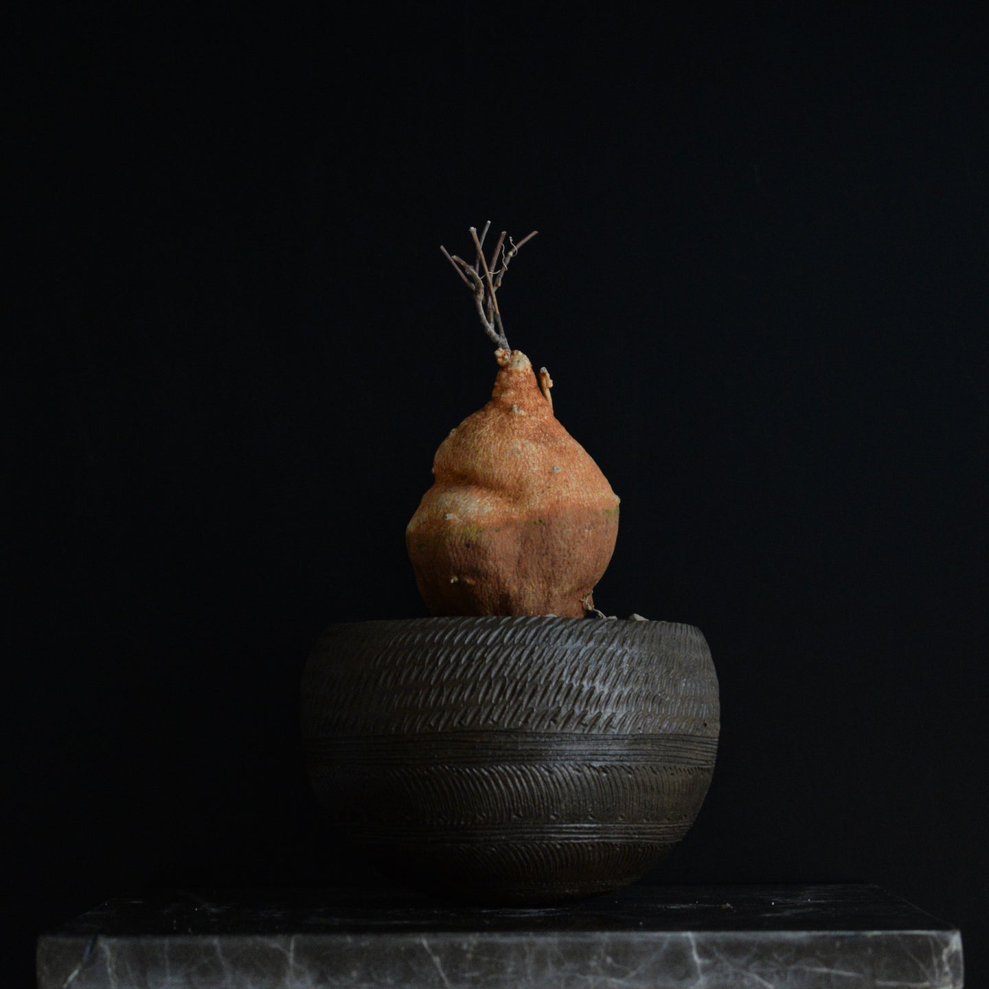 Raphionacme Sp. Michellii