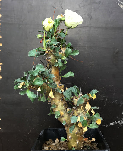 Sarcocaulon (Monsonia) Crassicaule