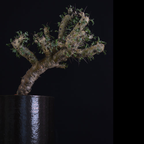 Sarcocaulon Crassicaule 20cm høj