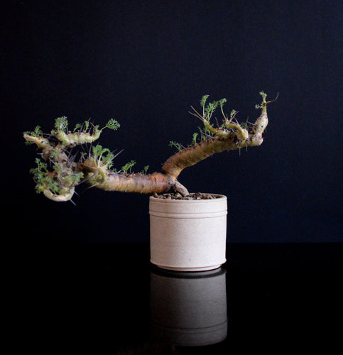 Sarcocaulon Herrei i Kählerpotte