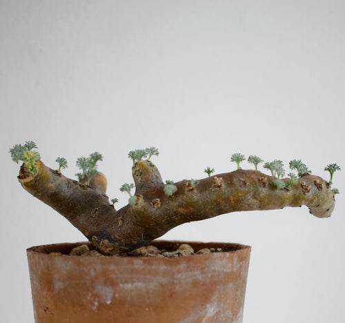 Sarcocaulon Multifidum