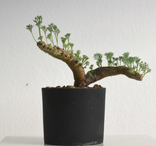 Sarcocaulon Multifidum (Monsonia)