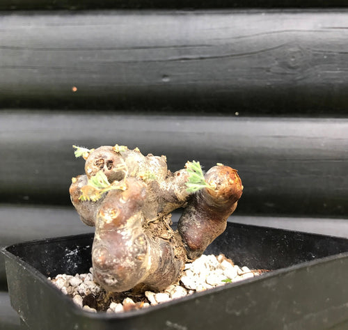 Sarcocaulon (Monsonia) Multifidum