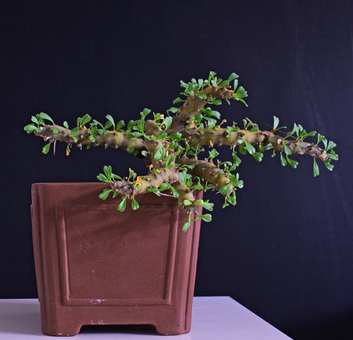 Sarcocaulon Patersonii