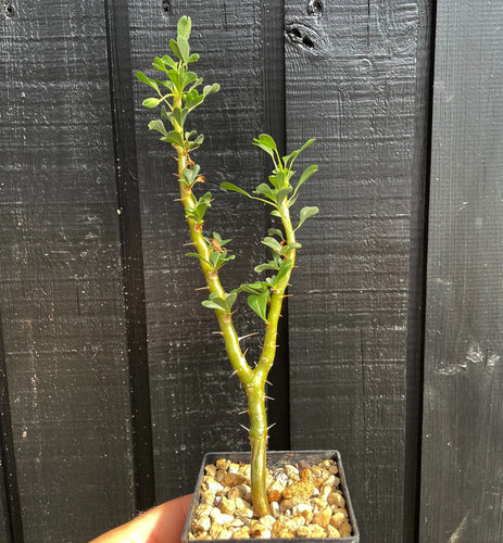 Sarcocaulon Vanderietiae