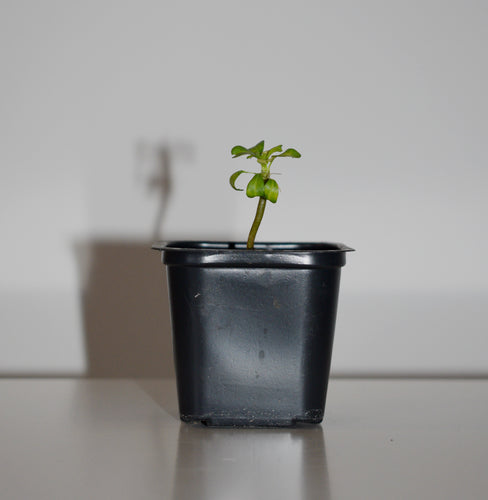 Sarcocaulon Vanderietiae 1/2 år