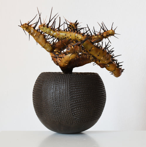 Sarcocaulon Crassicaule