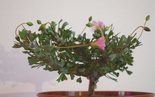 Sarcocaulon Patersonii