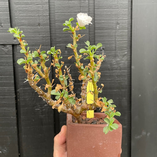 Sarcocaulon Vanderietae i kaskade potte