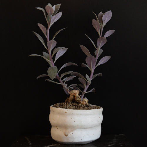 Senecio Sempervivus - lille