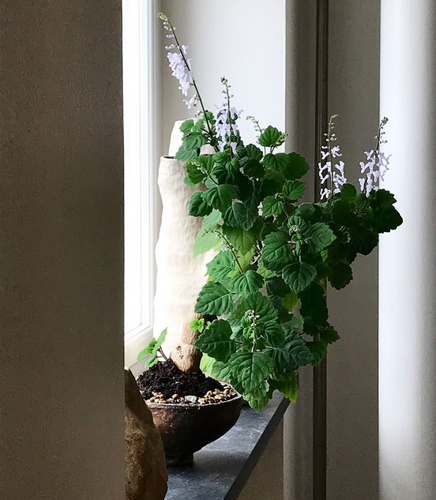 Mølplante - Pleactranthus Ernstii