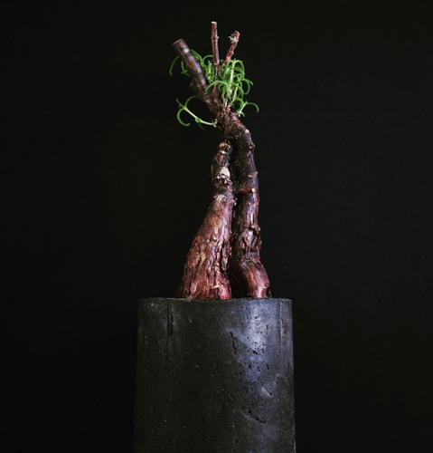 Mestoklema Tuberosum