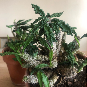 Euphorbia Ambovombolensis
