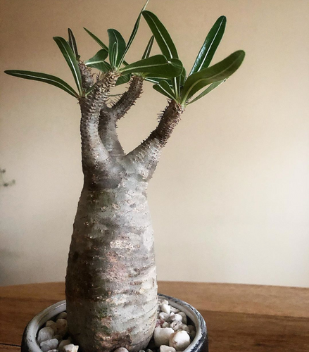 Pachypodium Rosulatum subs. Gracilius - mellemstor