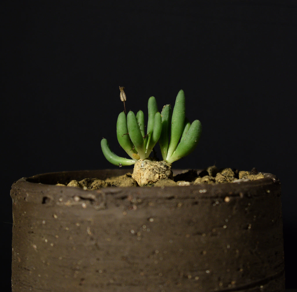 Tylecodon Reticulatus - lille – Caudiciform.com