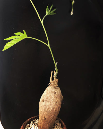 Ipomoea