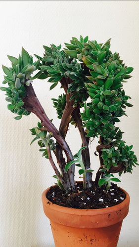 Echeveria coccinea f. cristata