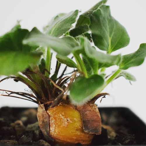 Pelargonium Campestre