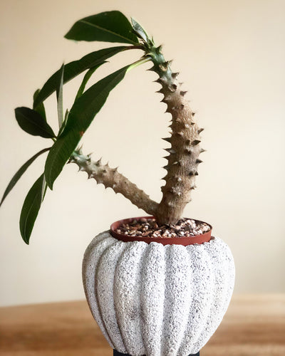 Pachypodium Baronii