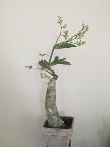 Cyphostemma Juttae