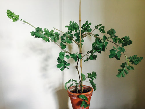 Pelargonium gibbosum