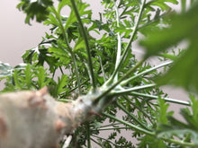 Pelargonium Crithmifolium