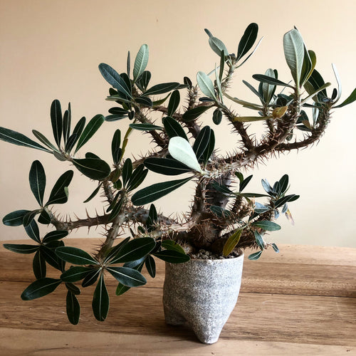 Pachypodium Rosulatum