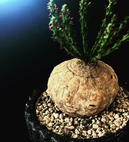 Euphorbia Dicidua