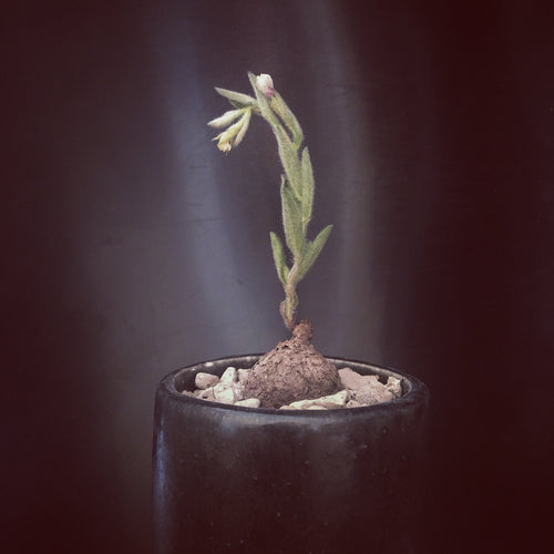 Ipomoea Sp.