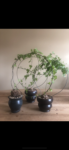 Dioscorea Elephantipes