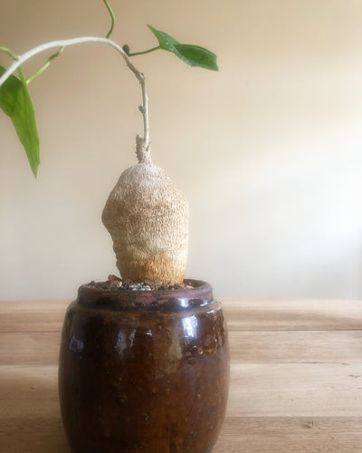 Pyrenacantha Malvifolia