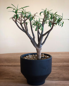 Euphorbia Balsamifera