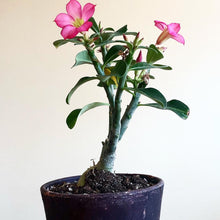 Adenium Obesum - Ørkenrose til salg på Caudiciform.com