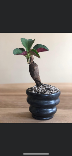 Monadenium Magnificum