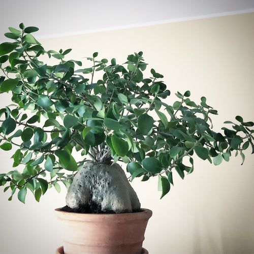Hydnophytum Papuanum