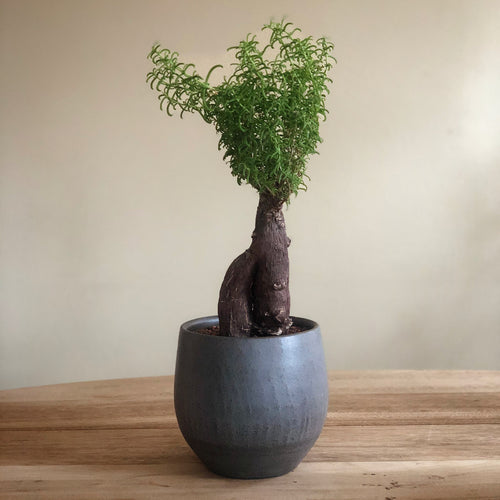 Mestoklema Tuberosum