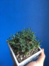 Euphorbia bupleurifolia x suzannae