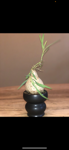 Euphorbia Trichadenia