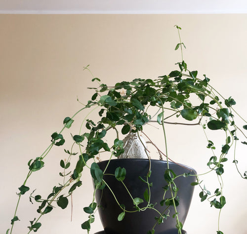 Fockea Edulis