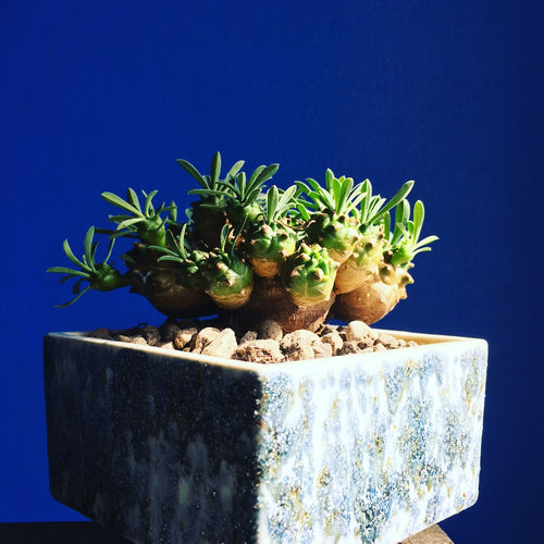 Euphorbia bupleurifolia x suzannae
