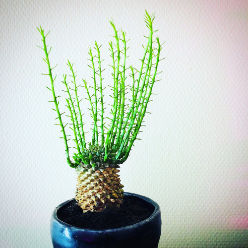 Euphorbia Flanaganii