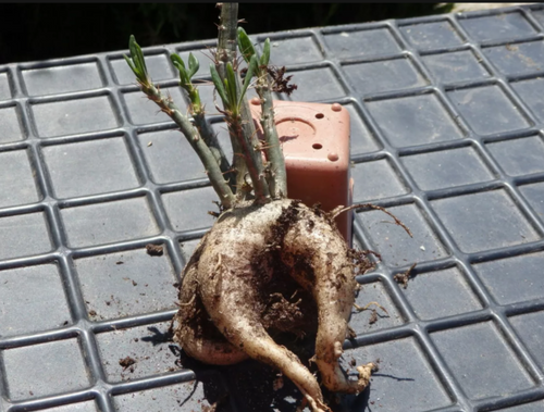 Pachypodium Succulentum