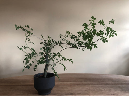 Bursera Fagaroides - stor til salg på Caudiciform.com