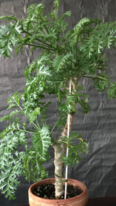 Pelargonium Crithmifolium