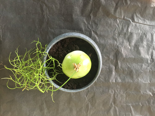 bowiea volubilis til salg på Caudiciform.com